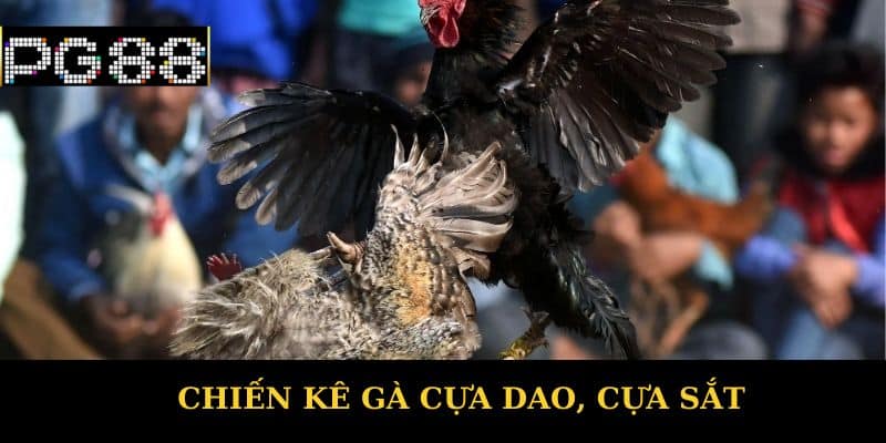 Chiến kê gà cựa dao, cựa sắt