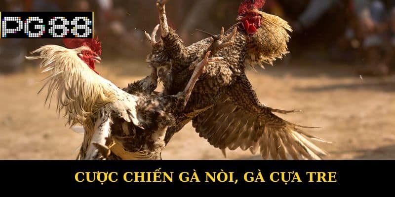 Cược chiến gà nòi, gà cựa tre