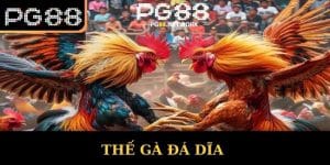 Thế Gà Đá Dĩa - PG88 Chia Sẻ Bí Quyết Chọn Chiến Kê