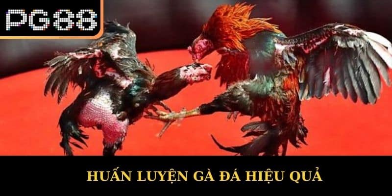 Huấn luyện gà đá hiệu quả